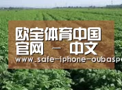 种植基地五
